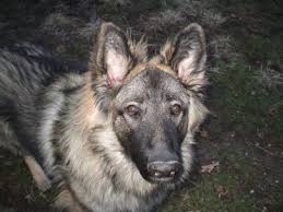 Rhonda van emon, brick chapel shilohs website: 11 Things You Need To Know About The Shiloh Shepherd Animalso