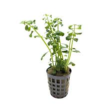 Image result for Bacopa monnieri