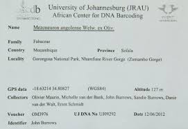 Image result for Mezoneuron angolense