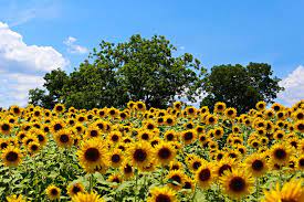 Kingitused, kaardid ja pidu tarvikud. The Most Beautiful Sunflower Fields In The South Southern Living