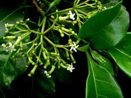 Image result for Rauvolfia vomitoria