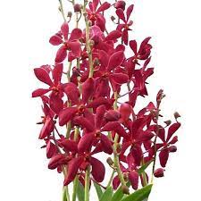 Dendrobium Red Mokara Orchids Red Flower Bouquet Beautiful Flowers