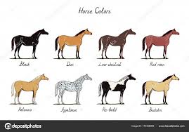 pictures horse coloration chart horse color chart set