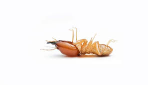 Similarly, if you lay cedar mulch. 5 Best Mulch To Avoid Termites Forever In Your Yard