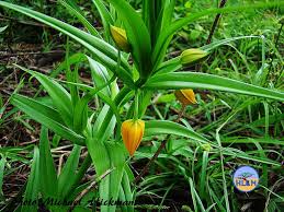 Image result for Littonia modesta