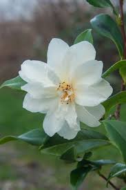 Camellia X Vernalis A Natural Hybrid Between C Japonica And C Sasanqua Usually Spring Camellia Garden Trees Plants
