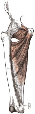 Que fait un ostéopathe en cas de pubalgie ? Pubalgie Wikipedia