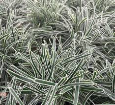 Image result for Ficinia