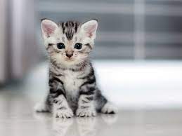 Cute kitten pictures as far as the eye can see. Newborn Kitten Care Onlinekittencare