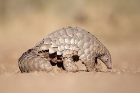Pin On Animal Cuteness