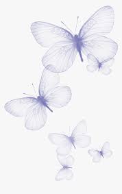 To created add 41 pieces, transparent butterfly images of your project files with the background cleaned. Transparent Butterfly Clipart Black And White Butterfly Background Transparent White Jpg Hd Png Download Kindpng