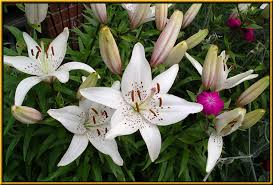 Ở miền bắc chúng thường nở vào tháng 3 tháng 4 âm lịch. Hoa Ly 1000 Hoa