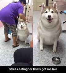 One big fat weeb trying to do something with his life. Pin On Doggos And Puppers Only