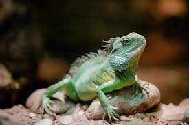 Chinese Water Dragon Care Sheet: Lifespan, Diet & More