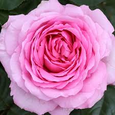 Origin possibly synonymous with 'madame de stella' commercialized by guillot in 1863. Mum In A Million Millie Roses Brogdale Online