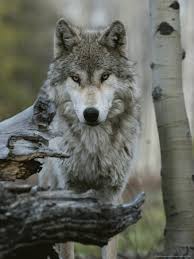 Wolf prints available as fine art prints, canvas and metal. 370 Wolf Photography Ideas Wolf Beautiful Wolves Wolf Love
