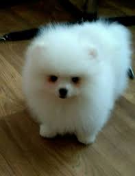 Pomeranian Boo Pomeranian Boo Kopek Kopekseverler Kopeksahiplendirme Kopekyavrusu Evcilhayvan Evcilhayvanurunleri Satilikkopekle Kopek Evcil Hayvanlar