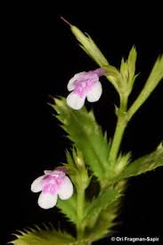 Image result for Isachne kiyalaensis