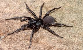 Arachnid's are very intelligent and their only goal is to survive. Funnel Web Spiders Atracidae Family Professional Pest Manager
