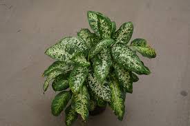 Image result for Secamone punctulata