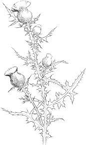 Cirsium Vulgare Or Bull Thistle Coloring Page Gif 3151 5315 Flower Coloring Pages Flower Drawing Thistles Art