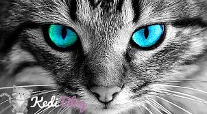 kediler nasil gorur kedi blog
