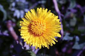 Check spelling or type a new query. Dandelion Bunga Embun Foto Gratis Di Pixabay
