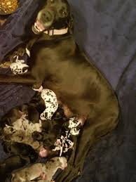 Breeders on our site are located throughout pennsylvania and surrounding states. A Great Dane Delivered 19 Puppies See The Pics