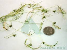 Image result for Zannichellia palustris