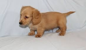 Louie's dachshund puppies for sale in nc: Dachshund Puppies For Sale Akeley Mn 160672 Petzlover