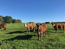 64 Acres Cattle Operation W Trailer In Magnolia Mississippi Https Www Landhub Com Property Acres Cattle Operation With Trailer M Land For Sale Cattle Acre
