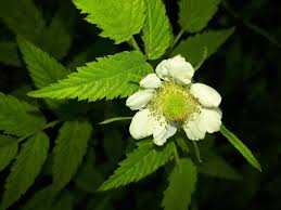 Image result for Rubus rosifolius