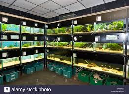 Pet Shop Aquarium England Uk Pet Shop Uk Images Aquarium