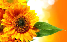 Follow the vibe and change your wallpaper every day! Sunflower Orange Flowers Beautiful Golden Hd Wallpaper For Computers Laptop Tablet And Mobile Phones 3840x2400 Wallpapers13 Com