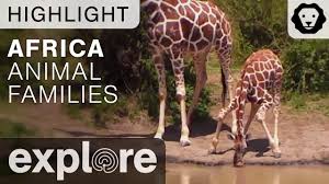African Animal Families Live Cam Highlight Youtube