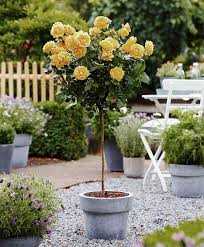 We did not find results for: Sunny Knock Out U00ae Rose Home Living Plants Safarni Org