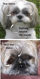 Even though the list of problems is long, don't let that scare you. Shih Tzu Tear Stains Complete Information Guide