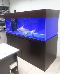 Do Fish Get Bored In A Tank? #Animalwelfare #Animalrights #Fish  #Cognitivescience - Voicetube: Learn English Through Videos!
