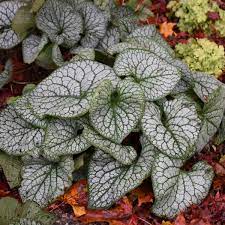 A tall plant having a large, round, flat, yellow flower whose seeds can be eaten or used to make cooking oil. 7 Silver Leaved Perennials Walters Gardens Inc