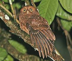 Bird That Sounds Like An Owl Boobook Or Morepork Owl Mid Flight Snatchers Owl Owl Wisdom Animals