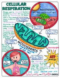 Cellular Respiration Doodle Notes Science Doodle Notes Biology Lessons Biology Notes Biology Classroom