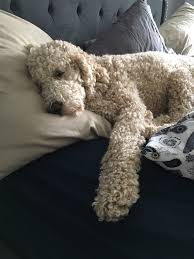 The term teddy bear goldendoodle mix is usually reserved for the english mini goldendoodle and resembles a small walking teddy bear dog. Doodle Facts Ponsonby Poodle Doodles