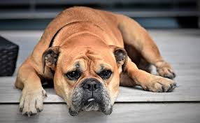 Les animaux ne font pas de différence entre les espèces. Chaleurs Chez La Chienne Rythme Detection Precaution