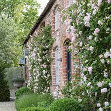 Before you even start thinking about companion planting in your garden, make sure that you follow the rules of crop rotation. How To Plant Climbing Roses Clematis Jasmine And Other Plants Ideal Home