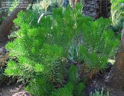 Image result for Senecio letouzeyanus