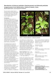 Image result for Exacum oldenlandioides