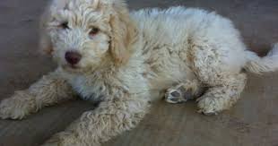 Jubilee australian labradoodles is looking for good doodle loving people, for the opportunity to join our exciting labradoodle program, through our guardian homes. Affordable Adult Goldendoodle Labradoodles For Adoption Sale