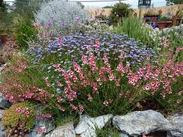 Image result for Felicia grantii