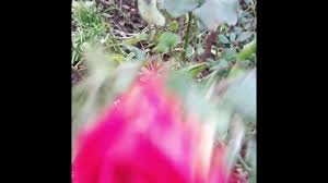 I so dearly love because. Valentine Day Rose Flowers Love Song Youtube
