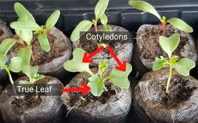We take tiny pepper seedlings that have yet to develop their first set of true leaves then transplant to individual containers. Seedling Fertilizers When How 3 Best Fertilizers